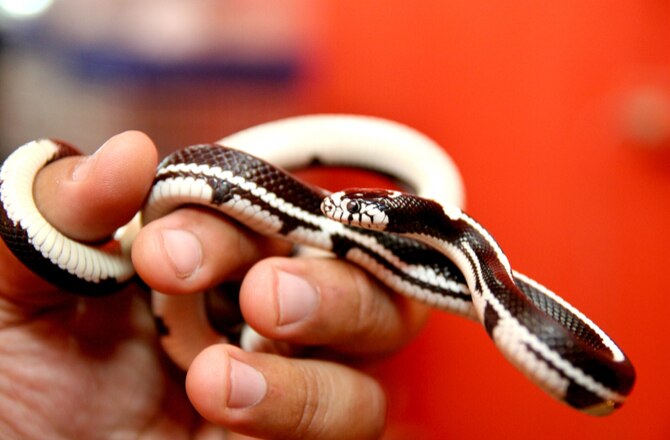 The Best Captive Bred Snakes That Stay Small